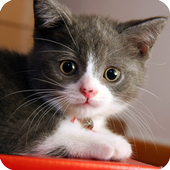 Cute Cats icon