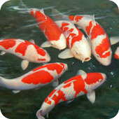 Koi Fish live wallpaper icon