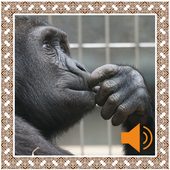 Ape Sounds icon
