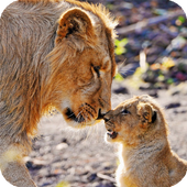 Big Cats Wallpaper icon