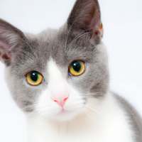 Cat Wallpapers - Fundo para tela