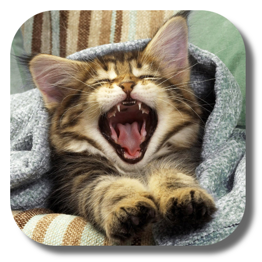 Pussycat Live Wallpaper icon