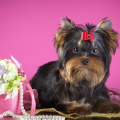 Yorkshire Terrier Dogs Images Jigsaw Puzzles icon