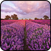 Romantic Lavender Wallpapers icon