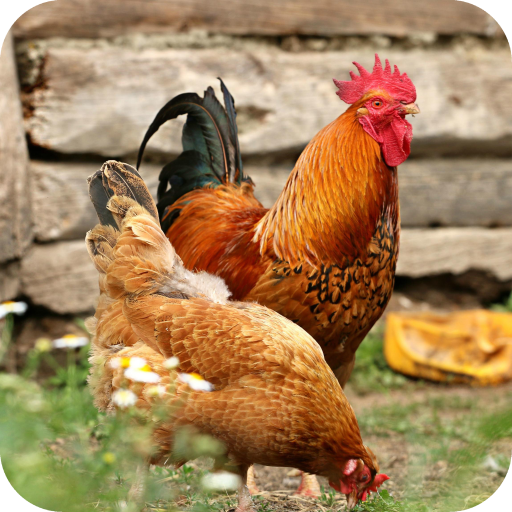 Chicken HD Wallpaper icon