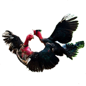 chicken fighting, ga choi icon