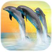 Dolphin Live Wallpapers on 9Apps