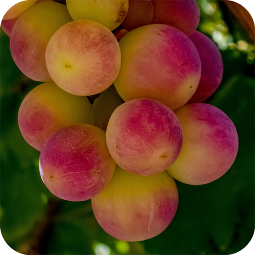 Grapes Wallpapers HD icon