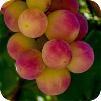 Grapes Wallpapers HD on 9Apps