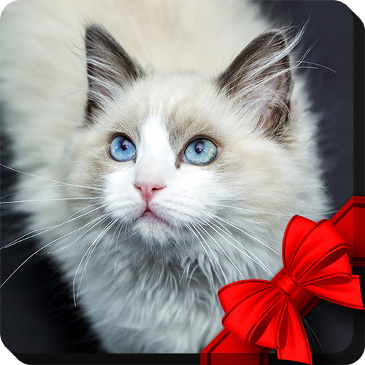 Cats Live Wallpaper icon