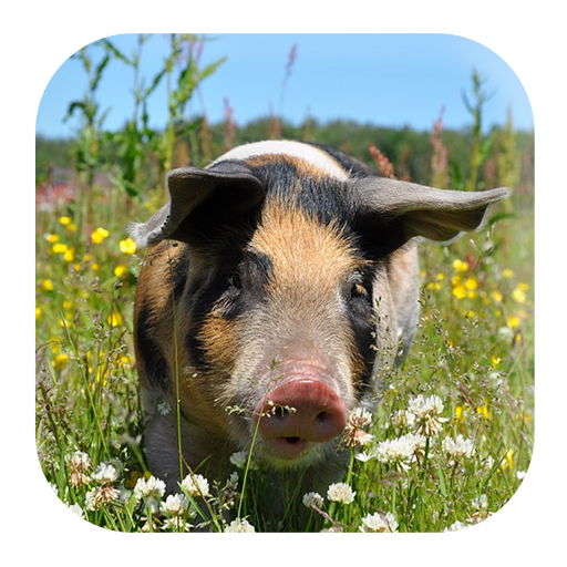 Pig Sounds icon