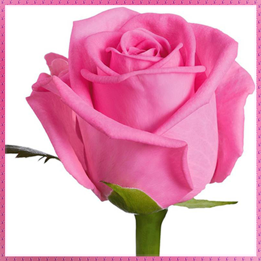 Rose Wallpapers icon