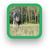 Snoop Dog Wallpaper icon