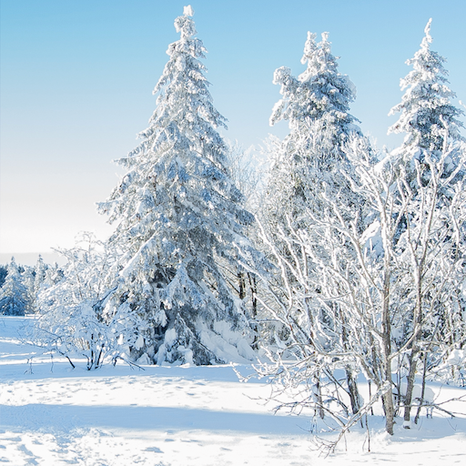 Weihnachtslieder selber singen icon