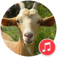 Goat Sounds on 9Apps