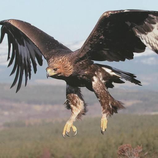 Eagle Wallpapers Hd icon