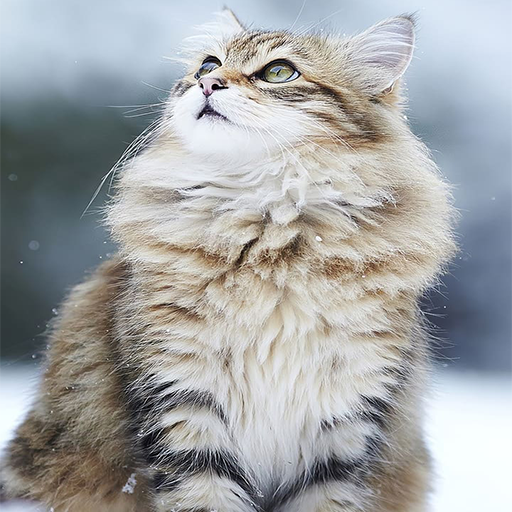 Cats Wallpapers and Themes 4K HD Cats Wallpapers icon