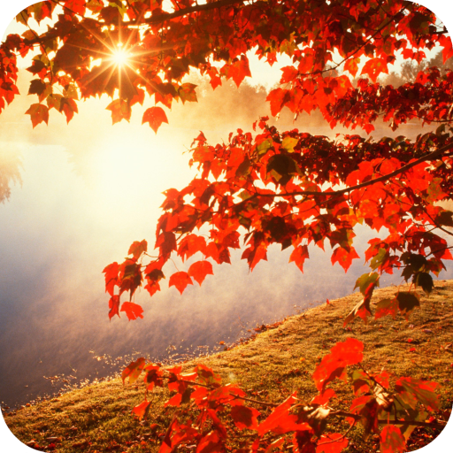 Autumn Full HD Wallpaper icon