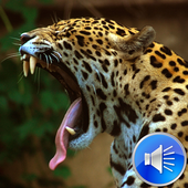 Jaguar Sounds Ringtones icon
