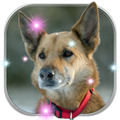 Dogs Wallpapers: Puppy Live Wallpaper Magic Touch icon