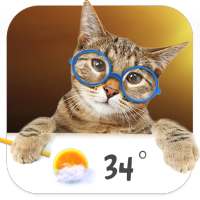 Cat weather widget on 9Apps