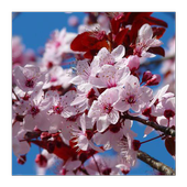 Best Flower game icon