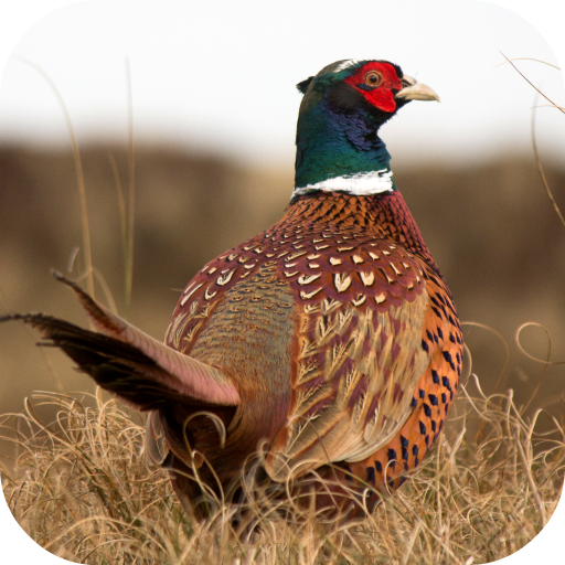 Pheasant Sounds icon