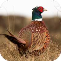 Pheasant Sounds