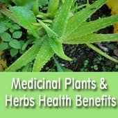 Medicinal Plants & Herbs Health Benefits and Uses on 9Apps