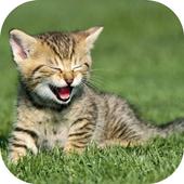 Cats Wallpaper icon