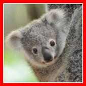 Baby Koala Wallpaper on 9Apps