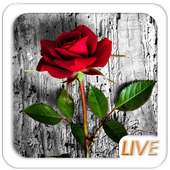 Rose Love Live wallpaper icon