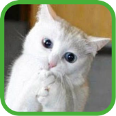 Funny Cats Pictures icon