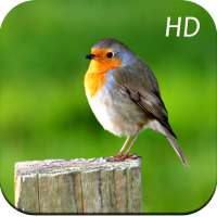 Bird Wallpapers on 9Apps