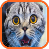 Funny Cat Videos &amp; Wallpapers icon