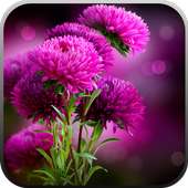 Live Wallpaper - Flowers on 9Apps