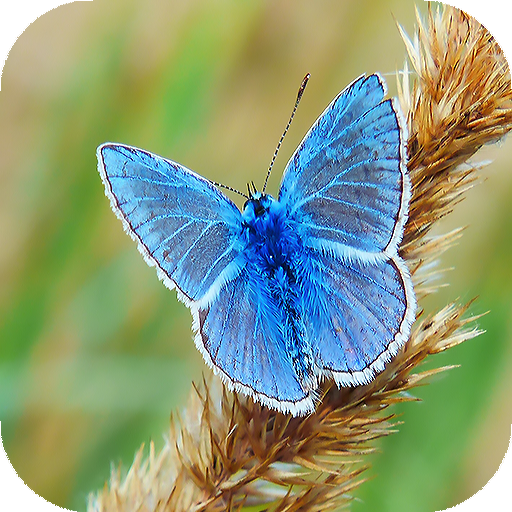 Butterfly Wallpapers: backgrounds hd icon