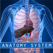 Human Anatomy System icon