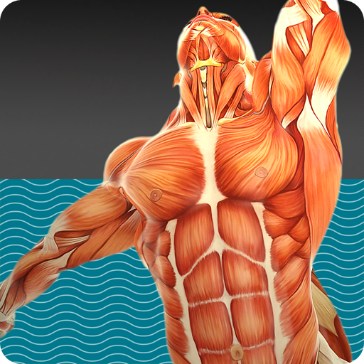 Muscle Tests 3 App icon
