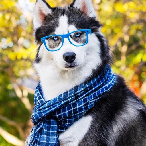 Funny Videos 2021 icon