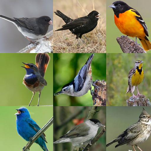 ikon Canto De Pajaro Completo