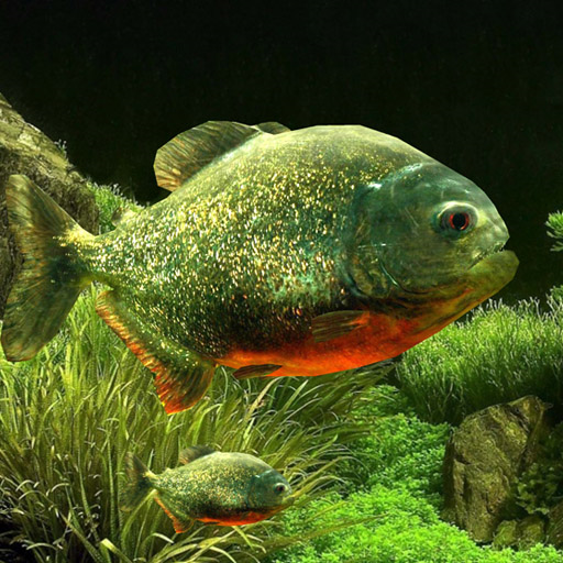 3D Fish Aquarium Wallpaper HD icon