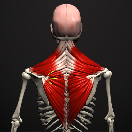 Anatomy by Muscle &amp; Motion icon