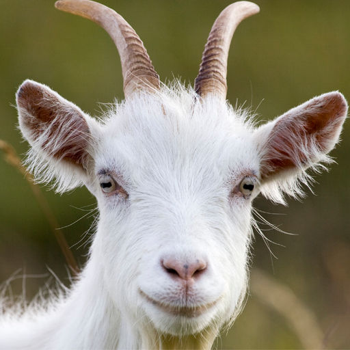 goat rampage simulator - wild life icon