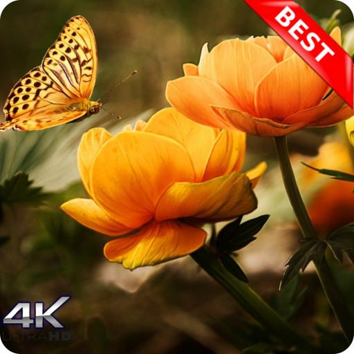 10000  Nature Wallpapers HD (Offline) icon