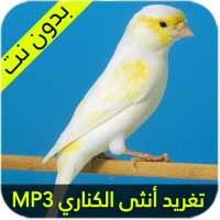 صوت أنثى الكناري للتجهيز on 9Apps