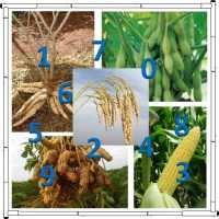 ARU : Angka Random Ubinan on 9Apps