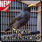 Pikat Jalak Kebo Offline icon