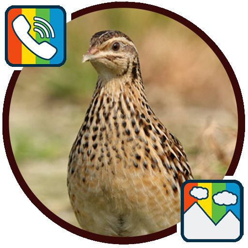 Quail - RINGTONES and WALLPAPERS icon