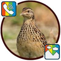 Quail - RINGTONES and WALLPAPERS